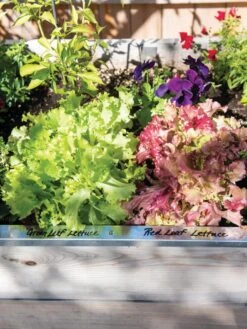 Re-Markable Raised Bed Trim 13 Re-Markable Raised Bed Trim -Backyard Bloomers 8611758 306 tif