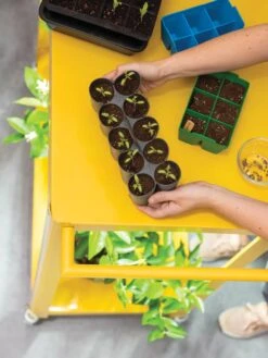 Sili-Seedlings® Seedling Tray, 10-Cell 11 Sili-Seedlings® Seedling Tray, 10-Cell -Backyard Bloomers 8611886 374 tif