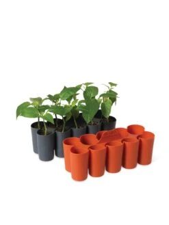 Sili-Seedlings® Seedling Tray, 10-Cell 10 Sili-Seedlings® Seedling Tray, 10-Cell -Backyard Bloomers 8611886 5192 tif