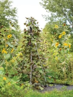 DIY Connector For Teepee Trellis 17 DIY Connector For Teepee Trellis -Backyard Bloomers 8611896 062 tif