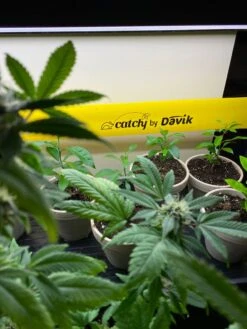 Catchy Natural Greenhouse Pest Protection Sticky Roll, 30’ 9 Catchy Natural Greenhouse Pest Protection Sticky Roll, 30’ -Backyard Bloomers 8611979 8004