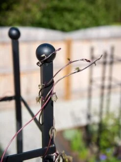 Essex Square Obelisk -Backyard Bloomers 8611984 278 tif