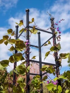 Essex Square Obelisk -Backyard Bloomers 8611984 354 tif