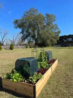 Pest Control Pop-Ups -Backyard Bloomers 8611989 08 tif