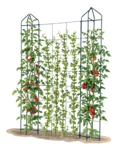 Zenith Trellis -Backyard Bloomers 8612036 art tif