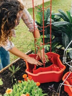 Deluxe Tomato Halos, Set Of 2 -Backyard Bloomers 8612045 135 tif