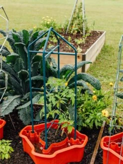 Deluxe Tomato Halos, Set Of 2 -Backyard Bloomers 8612045 221 tif