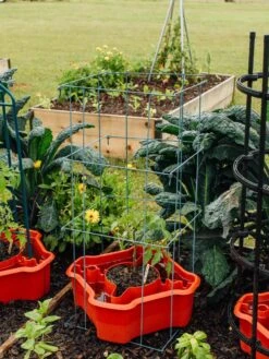 Deluxe Tomato Halos, Set Of 2 -Backyard Bloomers 8612045 226 tif