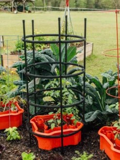 Deluxe Tomato Halos, Set Of 2 -Backyard Bloomers 8612045 228 tif