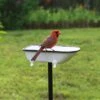 White Enamel Bathtub Birdbath -Backyard Bloomers 8612266 01V jpeg