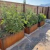 Nice Corten Trough Planters With Trellis -Backyard Bloomers 8612390 02V jpg