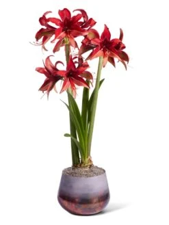 Cybister Potted Amaryllis -Backyard Bloomers 8612501 bogota silo 2022