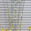 Flock Of Friends Wall Trellis -Backyard Bloomers 8612636 0029 flock of friends wall trellis