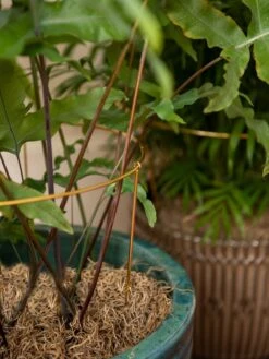 Brass Plated Grow Throughs, Set Of 2 -Backyard Bloomers 8612661 0043