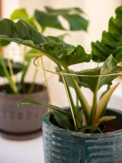 Brass Plated Grow Throughs, Set Of 2 -Backyard Bloomers 8612662 0047 brass plated grow throughs set of 2