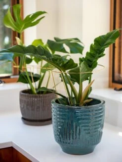 Brass Plated Grow Throughs, Set Of 2 -Backyard Bloomers 8612662 0048