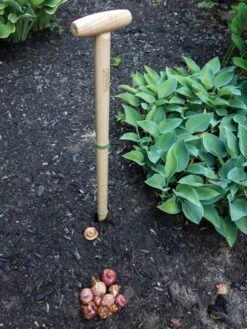 Wicked Big Dibber -Backyard Bloomers 8612667 0028