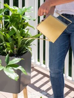 Precision Brass Watering Can 9 Precision Brass Watering Can -Backyard Bloomers 8612691 0011