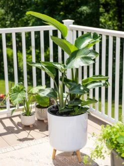 Ava Self-Watering Round Planter -Backyard Bloomers 8612692 0001 ava self watering round planter