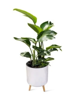 Ava Self-Watering Round Planter -Backyard Bloomers 8612692 0002