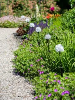 Dandelion Solar Stake -Backyard Bloomers 8612713 4472