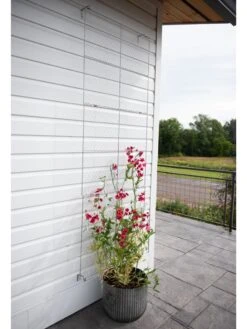 Chicken Wire Wall Trellis -Backyard Bloomers 8612717 0081