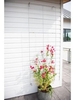 Chicken Wire Wall Trellis -Backyard Bloomers 8612717 0093