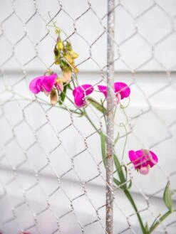 Chicken Wire Wall Trellis -Backyard Bloomers 8612717 0105