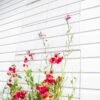 Chicken Wire Wall Trellis -Backyard Bloomers 8612717 0115 chicken wire wall trellis