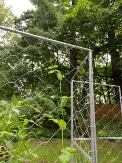 Chicken Wire Pea Trellis -Backyard Bloomers 8612718 7302