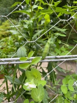 Chicken Wire Pea Trellis -Backyard Bloomers 8612718 7307