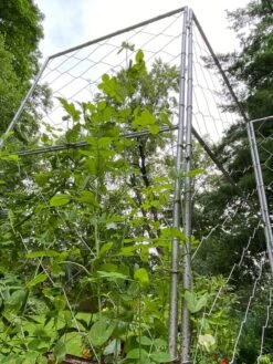 Chicken Wire Pea Trellis -Backyard Bloomers 8612718 7308