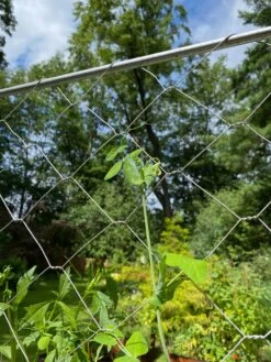 Chicken Wire Pea Trellis -Backyard Bloomers 8612718 7311