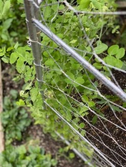 Chicken Wire Pea Trellis -Backyard Bloomers 8612718 7312
