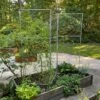 Chicken Wire Pea Trellis -Backyard Bloomers 8612718 7313 chicken wire pea trellis