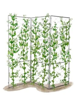 Chicken Wire Pea Trellis -Backyard Bloomers 8612718 peatrellis art chicken wire pea trellis