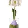 Easy Care Spring Waxed Amaryllis In Vase 1 Easy Care Spring Waxed Amaryllis In Vase -Backyard Bloomers 8612756 14937 easy care spring waxed amaryllis in vase