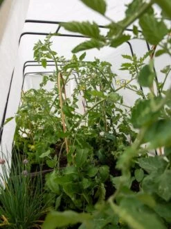 Cotton All Purpose Garden Cover 10 Cotton All Purpose Garden Cover -Backyard Bloomers 8612815 0039 tif