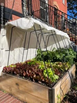 Cotton All Purpose Garden Cover 11 Cotton All Purpose Garden Cover -Backyard Bloomers 8612816 01CUST 1