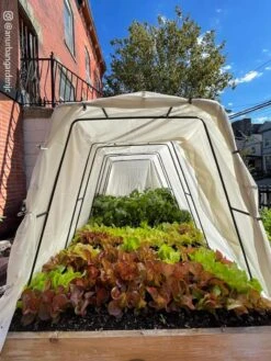 Cotton All Purpose Garden Cover 12 Cotton All Purpose Garden Cover -Backyard Bloomers 8612816 03CUST