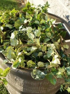 Round Rain Barrel With Planter, 35 Gallons -Backyard Bloomers 8612856WALNT 03V tif