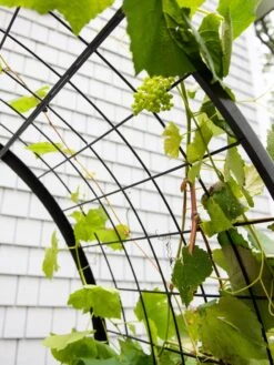 2’ X 4’ Arch Trellis For Planter Boxes -Backyard Bloomers 8612976 0436