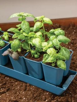 Gardener's Best® XL 6-Cell Planting Tray, Set Of 4 -Backyard Bloomers 8613031 6302