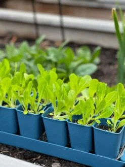 Gardener's Best® XL Seed Starting Kit -Backyard Bloomers 8613066 01TEST