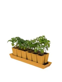 Gardener's Best® XL Seed Starting Kit -Backyard Bloomers 8613066 1029