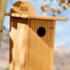 Spruce Creek Bluebird House 2 Spruce Creek Bluebird House -Backyard Bloomers 8613212 03v spruce creek bluebird house
