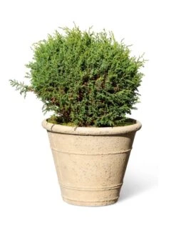 Self-Watering LavaStone® Anson Pot -Backyard Bloomers 8613255 0150