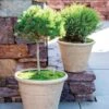 Self-Watering LavaStone® Anson Pot -Backyard Bloomers 8613256 0124 self watering lavastone anson pot