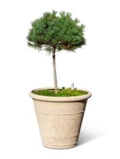 Self-Watering LavaStone® Anson Pot -Backyard Bloomers 8613256 0138