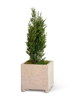 Self-Watering LavaStone® Modern Square -Backyard Bloomers 8613258 26